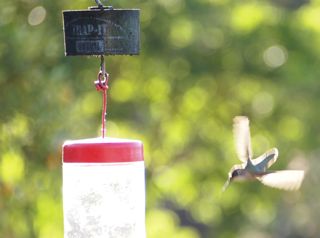 hummingbird feeder ant trap