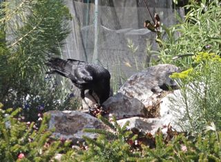 crow eating a mole